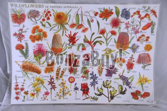 Charts / Posters Chart Wildflowers of Western Australia A2 Laminated